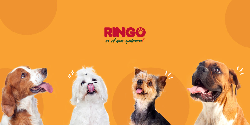 como elegir el mejor perro